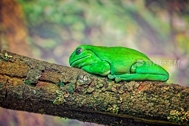 澳大利亚绿树蛙(Litoria caerulea)